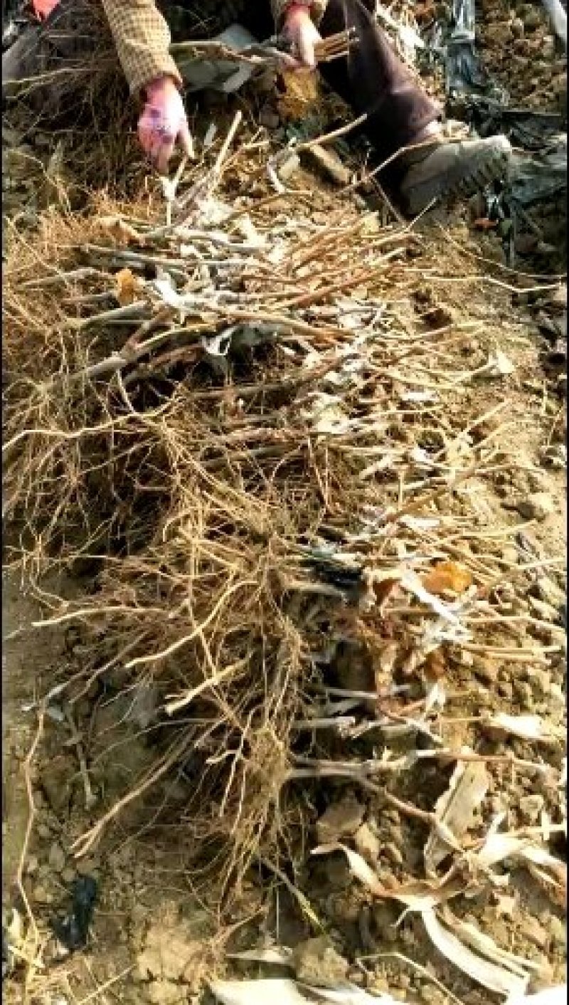 河北葡萄苗金手指葡萄苗保正纯度成活率