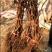 河北秦皇岛葡萄苗1-2年苗品种苗保证纯度