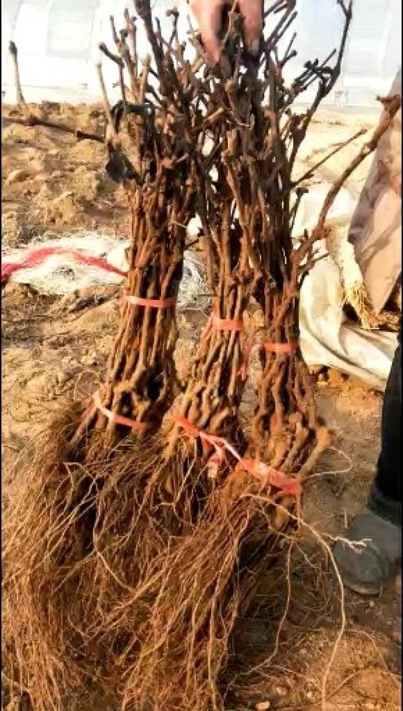 河北秦皇岛葡萄苗1-2年苗品种苗保证纯度