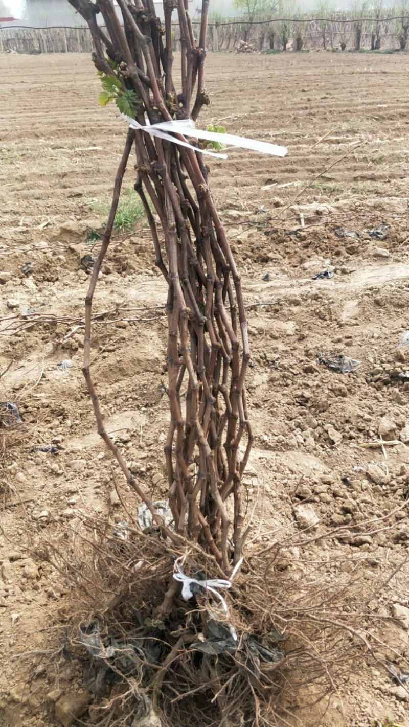 河北秦皇岛葡萄苗1-2年苗品种苗保证纯度