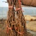 河北秦皇岛葡萄苗1-2年苗品种苗保证纯度