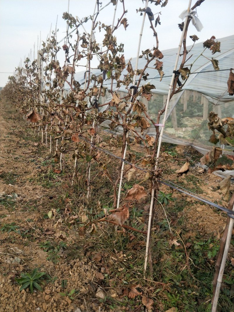 河北葡萄苗30公分—120公分高承诺按客户规格发货