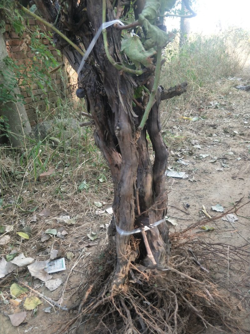 河北大葡萄树巨峰葡萄苗5年110~150cm
