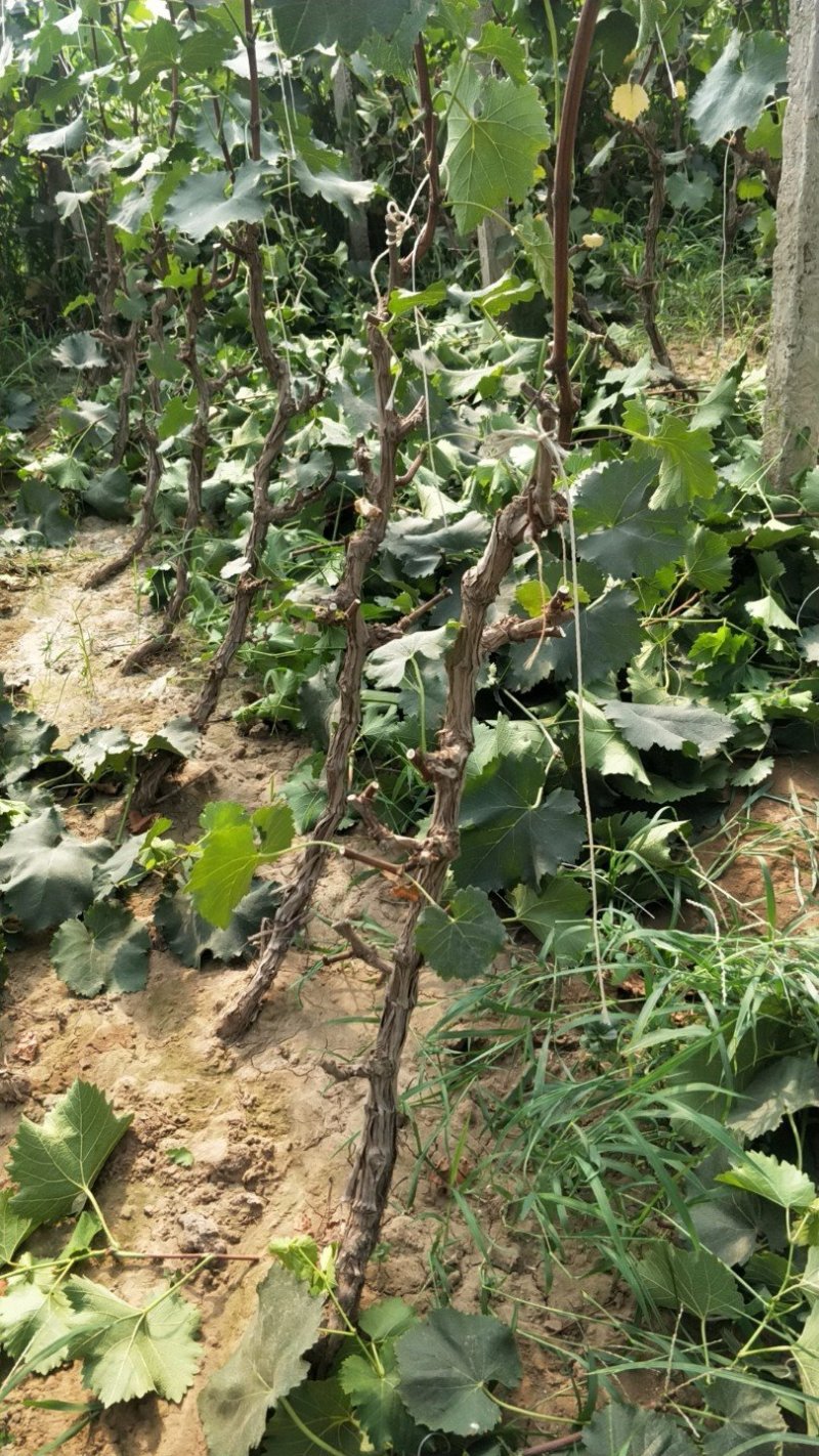 河北大葡萄树巨峰葡萄苗5年110~150cm
