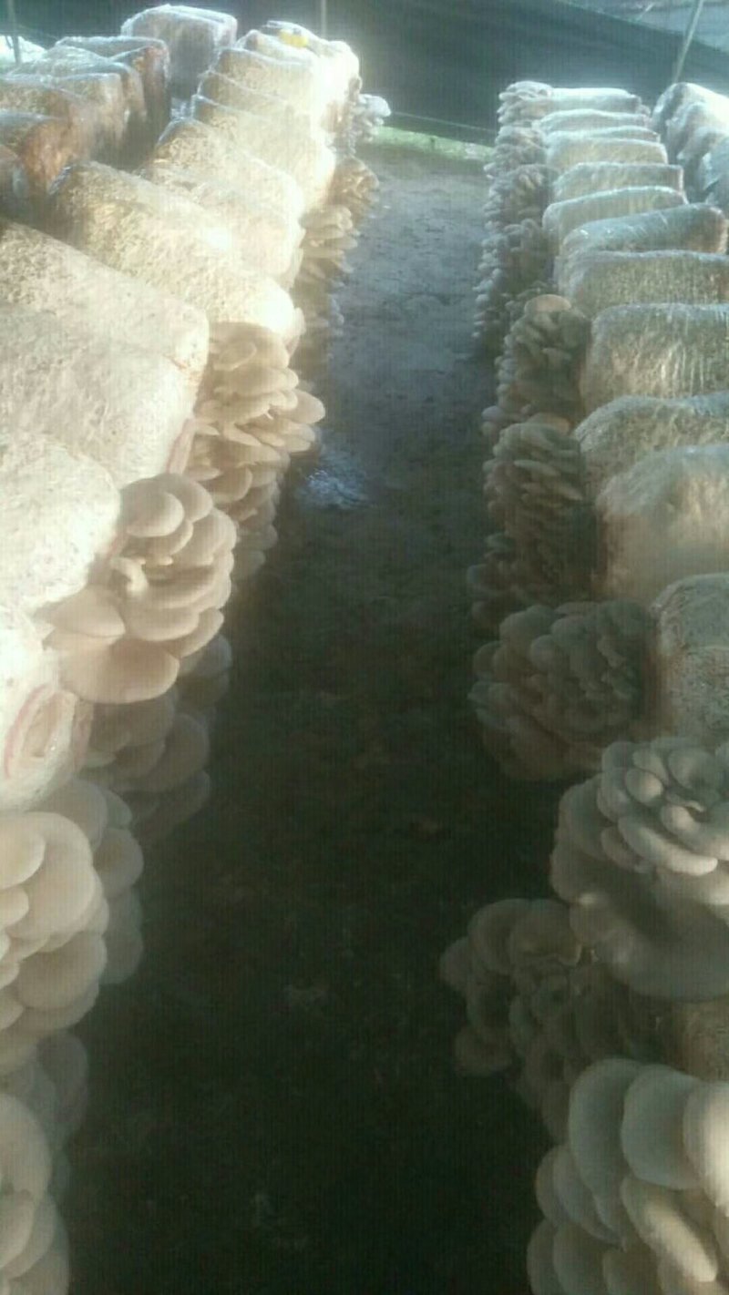 灰平菇。需要的请联系。质量有保证。