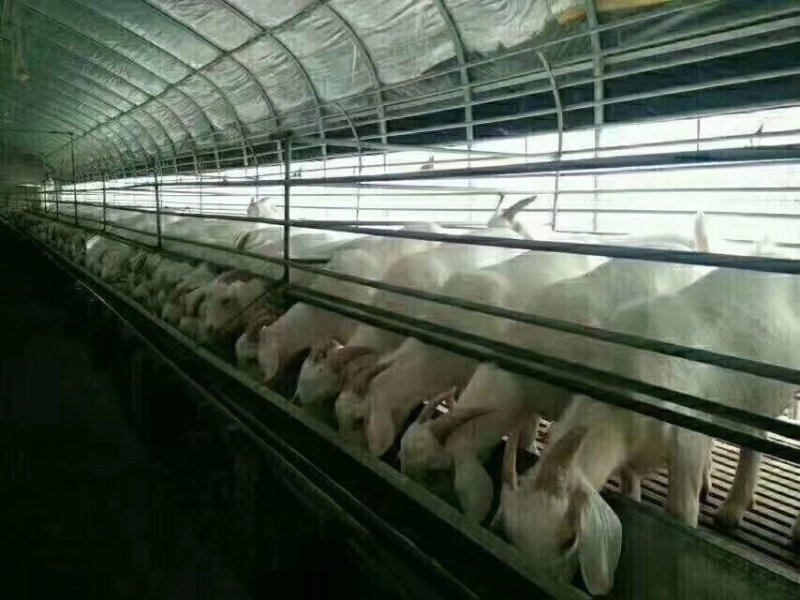 养殖蔬菜大棚