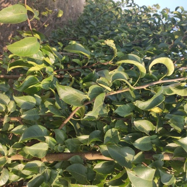 苹果树苗，红富士，美八苹果苗等，供应各种果树苗。