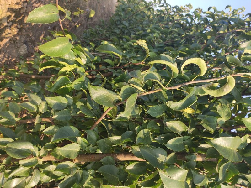 苹果树苗，红富士，美八苹果苗等，供应各种果树苗。