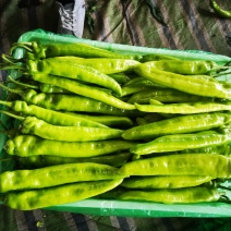 尖椒量大白菜价
