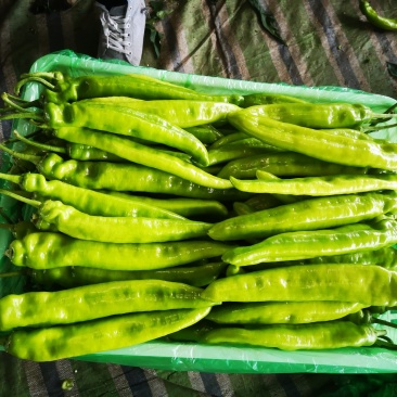 尖椒量大白菜价