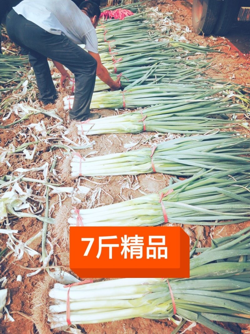 铁杆大葱杆硬白长叶小并有专业团队为你服务！