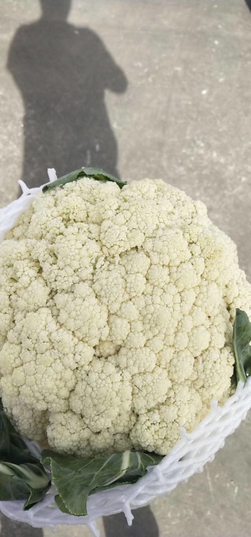 有机花