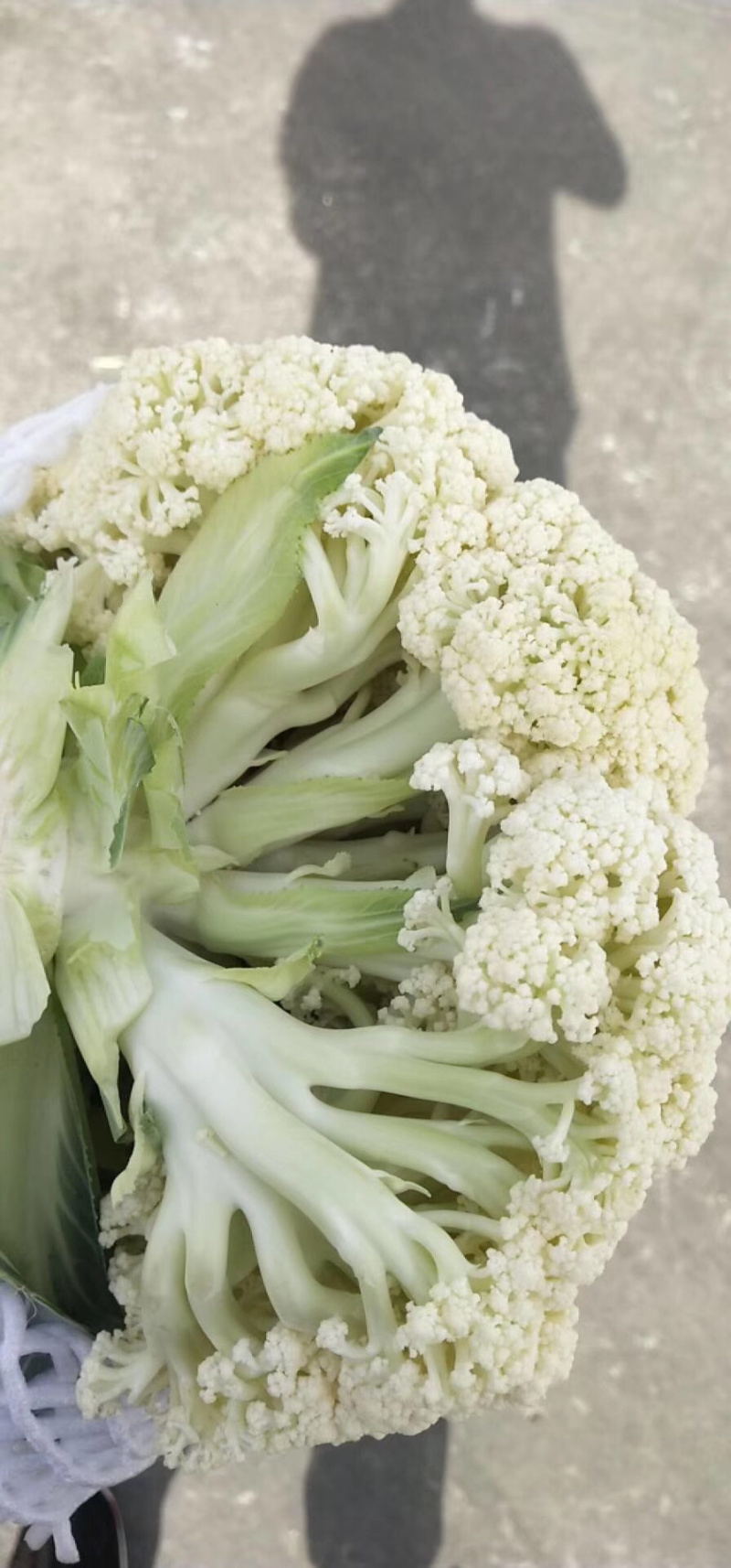 有机花