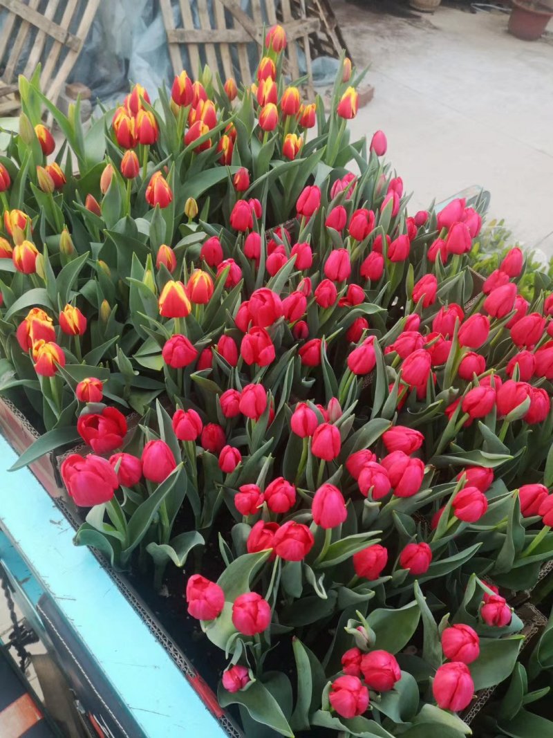 郁金香