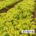 金叶复叶槭扦插苗苗高12公分至30公分，全国供应，欢迎商