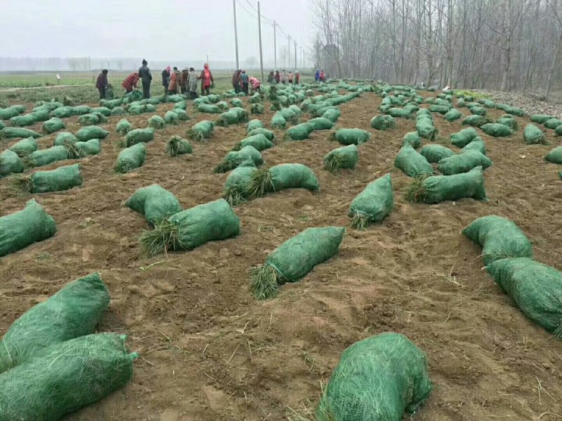 中国麦冬之乡四川绵阳市三台县产地直销一手货源保证满足你的