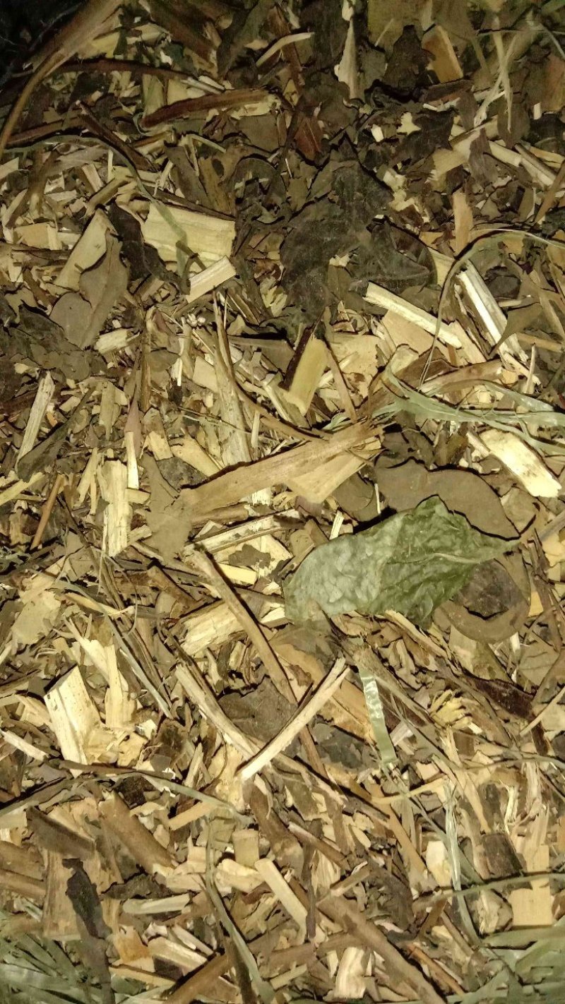 牡荆