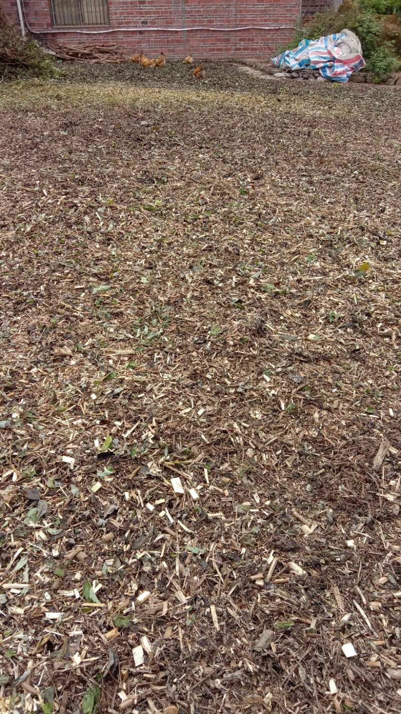 牡荆