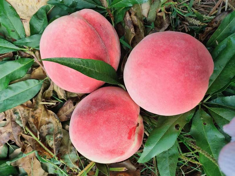 山东水蜜桃口感甜脆质量保证全国发货货源充足