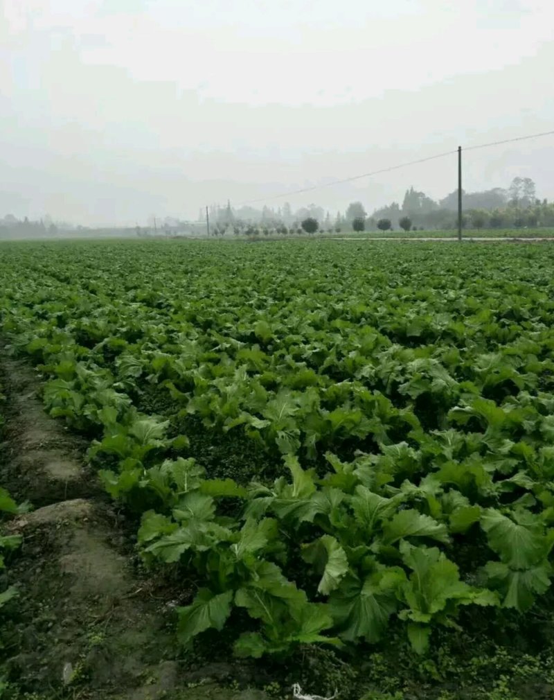 儿菜产地量大供应丶货源充足！个头饱满。保质保量、全国代发