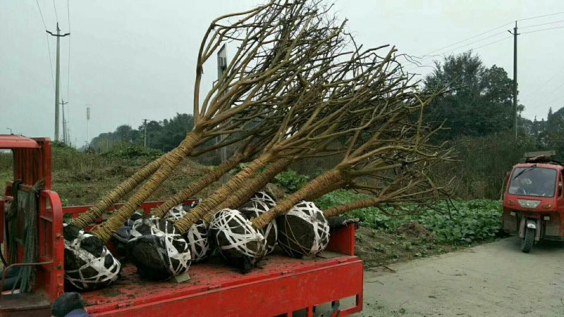 火红紫薇美国火剑红大树紫薇2--20公分基地任选