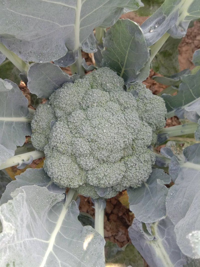 山东聊城优质西兰花，有眼秀，还有优秀耐寒品种