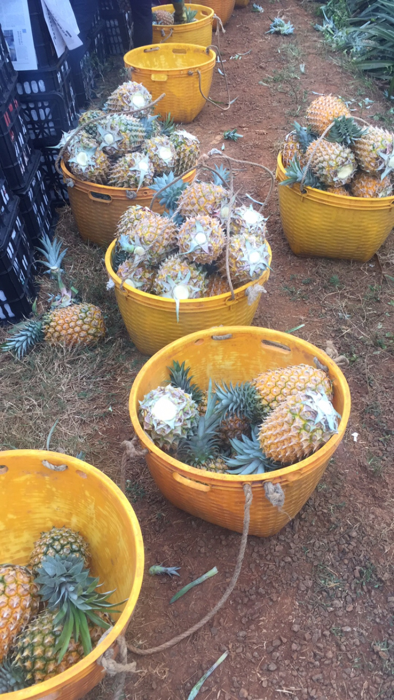 代办各种规格徐闻菠萝，需要的客户联系我小朱