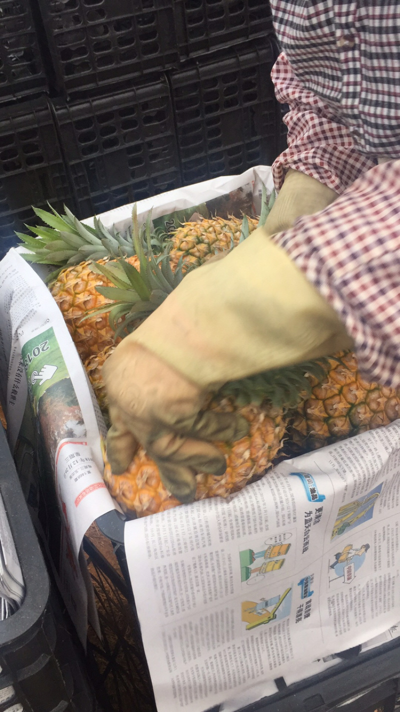 代办各种规格徐闻菠萝，需要的客户联系我小朱