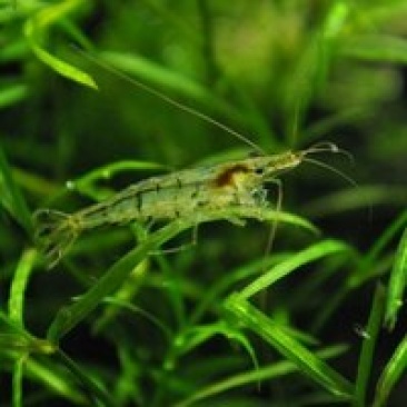 黒壳虾除藻虾清除鱼缸杂质虾观赏虾小虾米