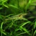 黒壳虾除藻虾清除鱼缸杂质虾观赏虾小虾米