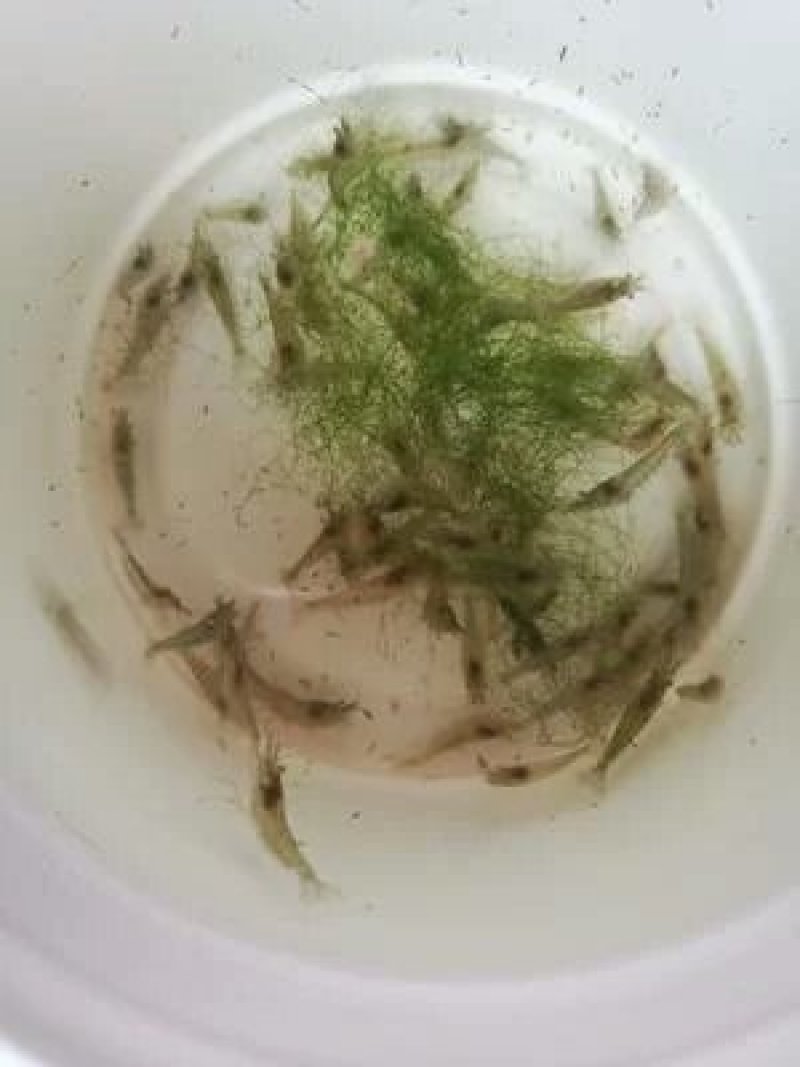 黒壳虾除藻虾清除鱼缸杂质虾观赏虾小虾米