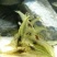 黒壳虾除藻虾清除鱼缸杂质虾观赏虾小虾米