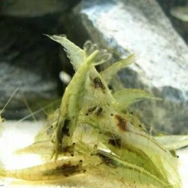 黒壳虾除藻虾清除鱼缸杂质虾观赏虾小虾米