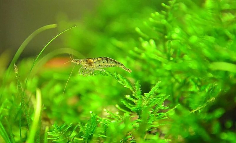 黒壳虾除藻虾清除鱼缸杂质虾观赏虾小虾米