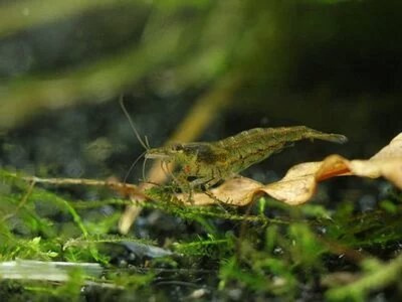 黒壳虾除藻虾清除鱼缸杂质虾观赏虾小虾米