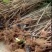 波姬红无花果包成活包技术死苗补发南北方地栽盆栽