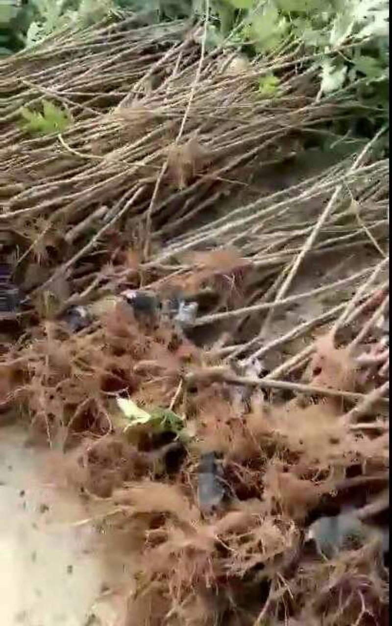 波姬红无花果包成活包技术死苗补发南北方地栽盆栽