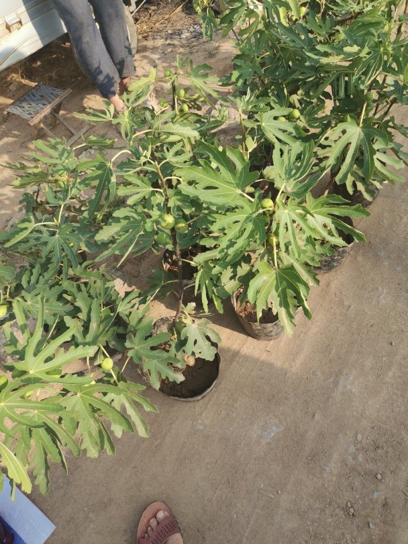 【好苗】波姬红无花果树苗，当年结果，包成活包品种保质量。