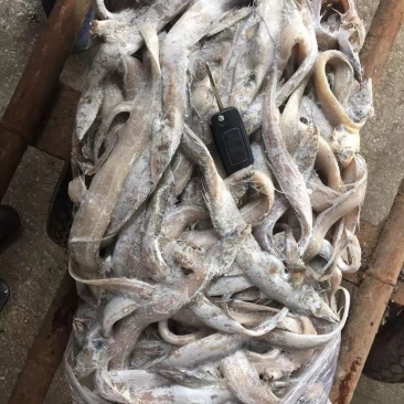 毛刀鱼