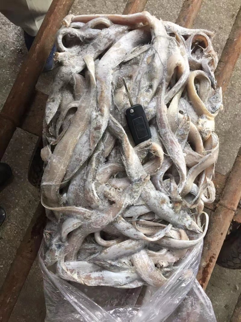 毛刀鱼
