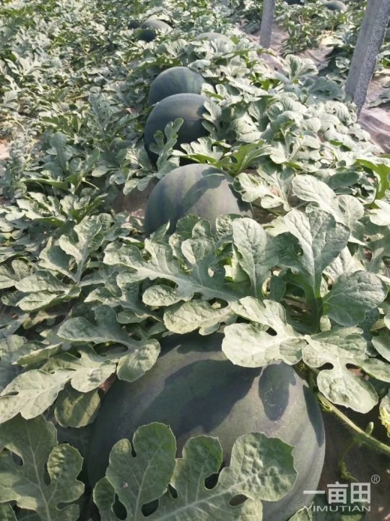 山东潍坊无仔西瓜