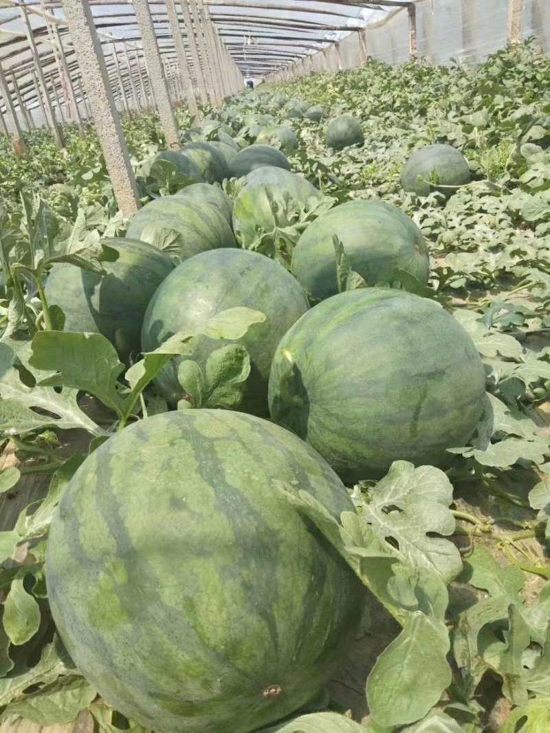 山东潍坊无仔西瓜