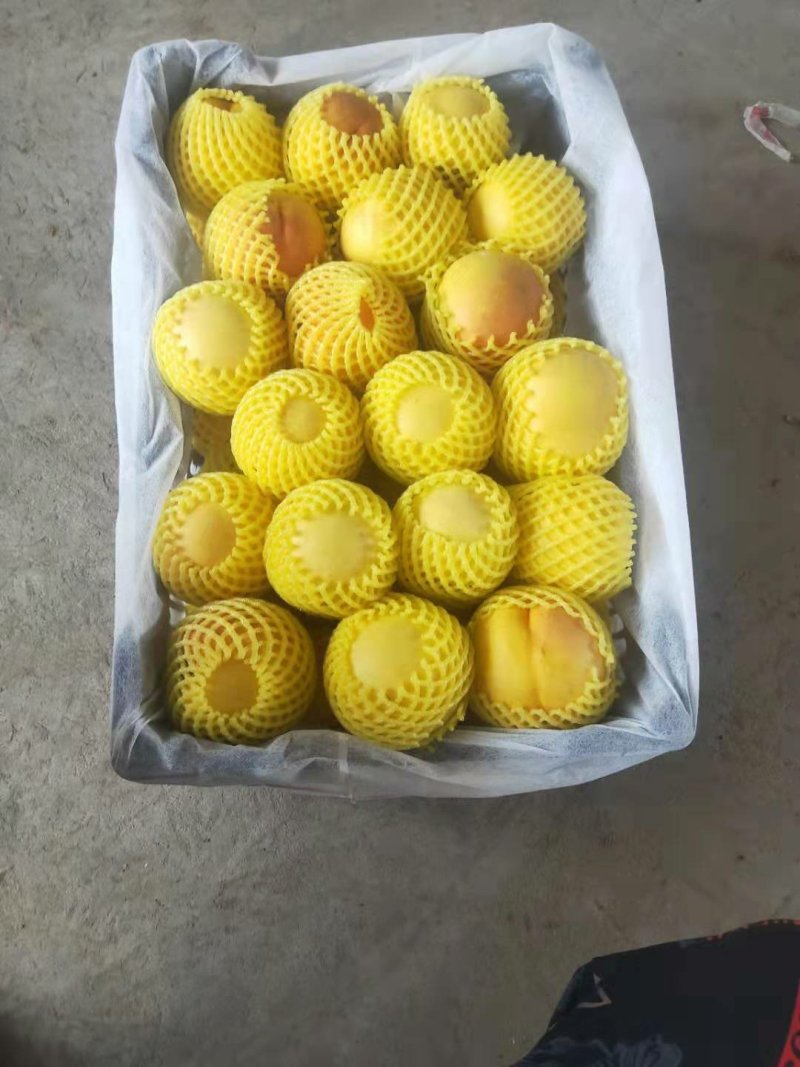 映霜红毛桃，锦绣黄桃价格，西瑞黄桃，黄金蜜桃，阿布白桃