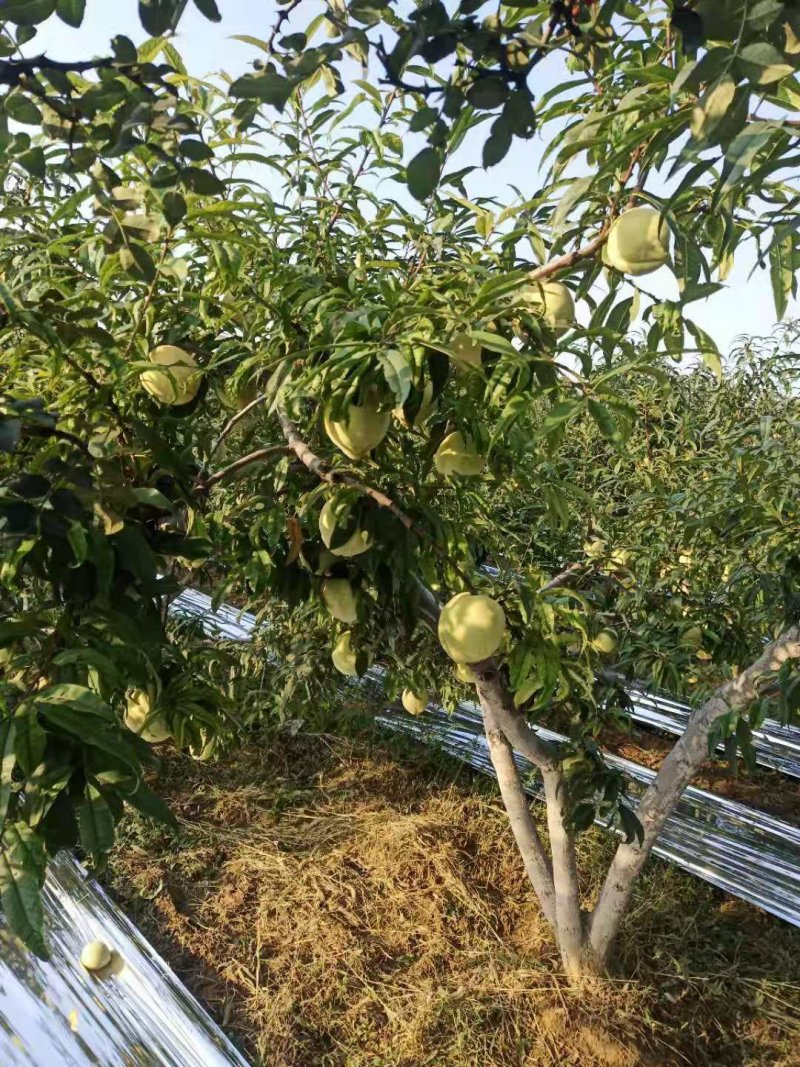 映霜红毛桃，锦绣黄桃价格，西瑞黄桃，黄金蜜桃，阿布白桃