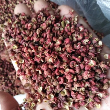 花椒，大红袍花椒，莱芜大红袍花椒