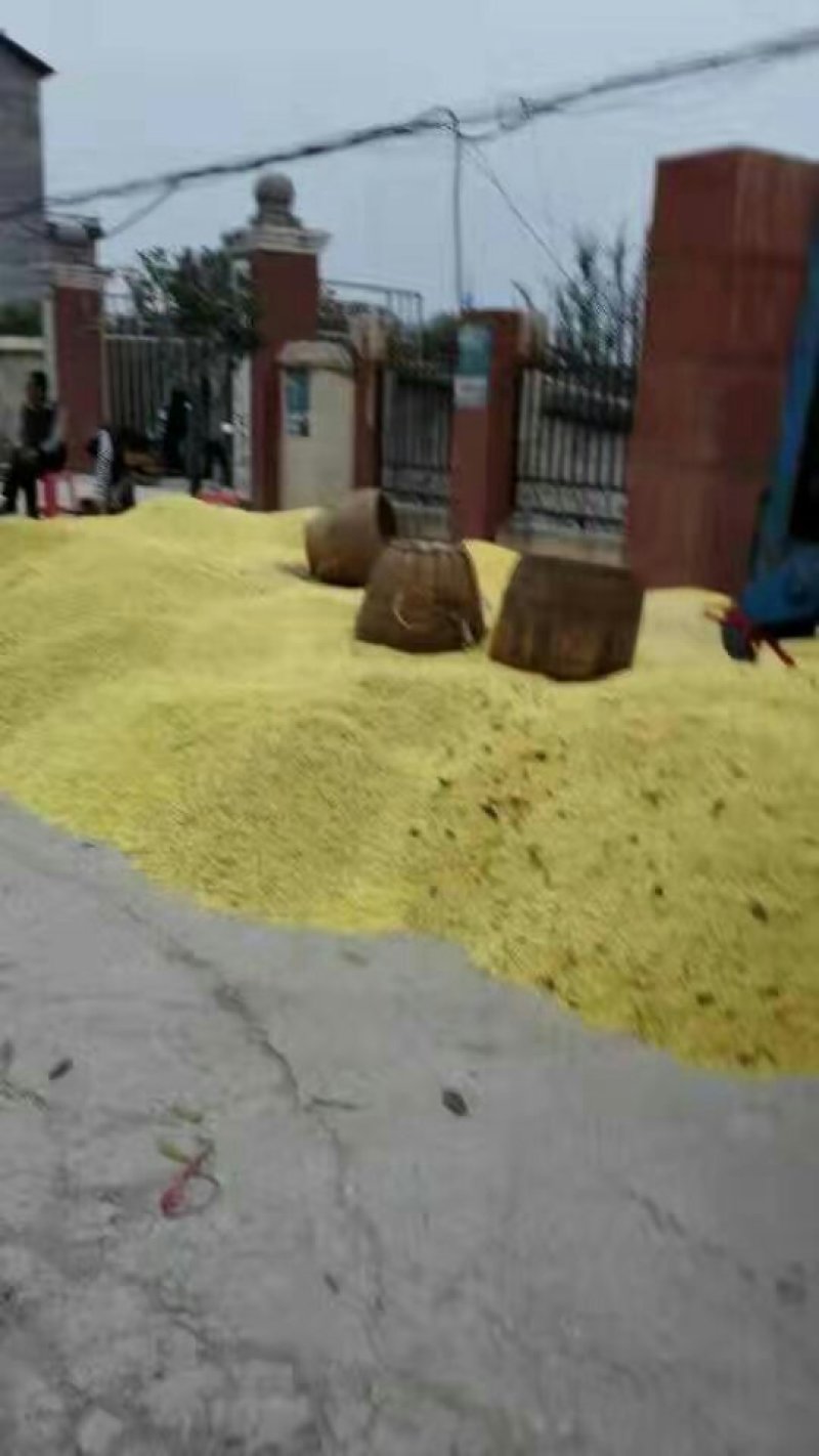 鲜桂花，干桂花，无硫磺，自产自销物美价廉