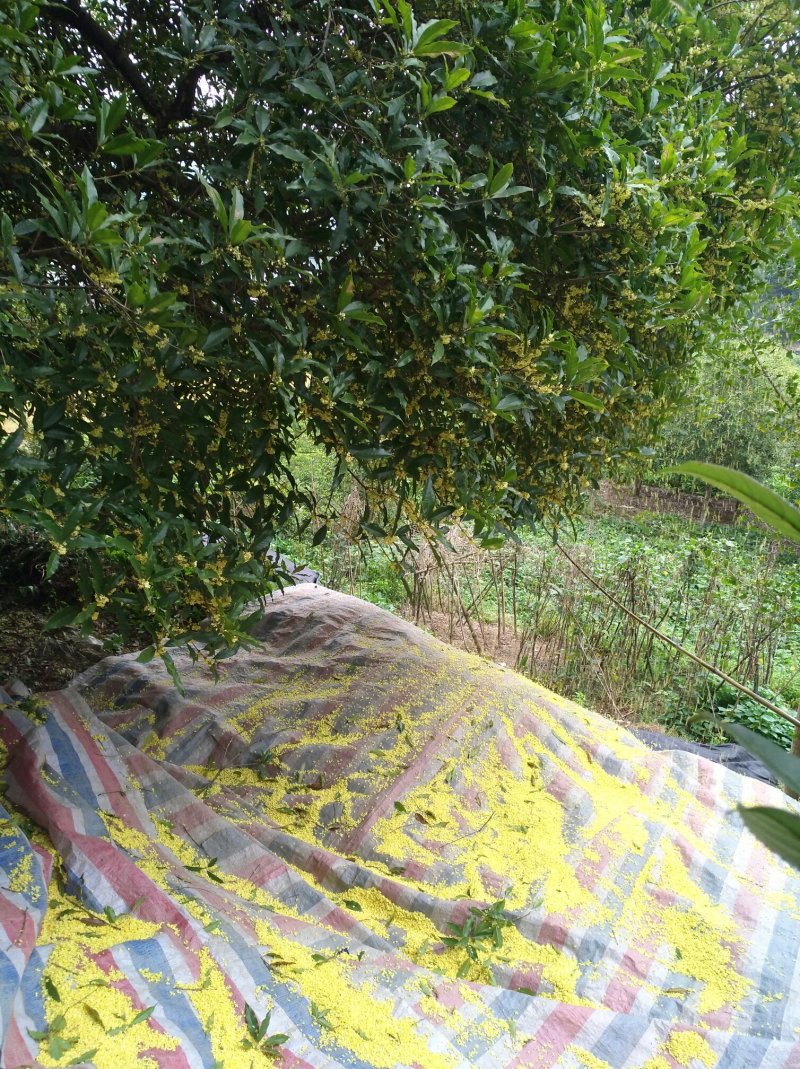 鲜桂花，干桂花，无硫磺，自产自销物美价廉
