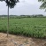 出售自己家蜀块苗80万棵30cm-60cm蜀块快柏