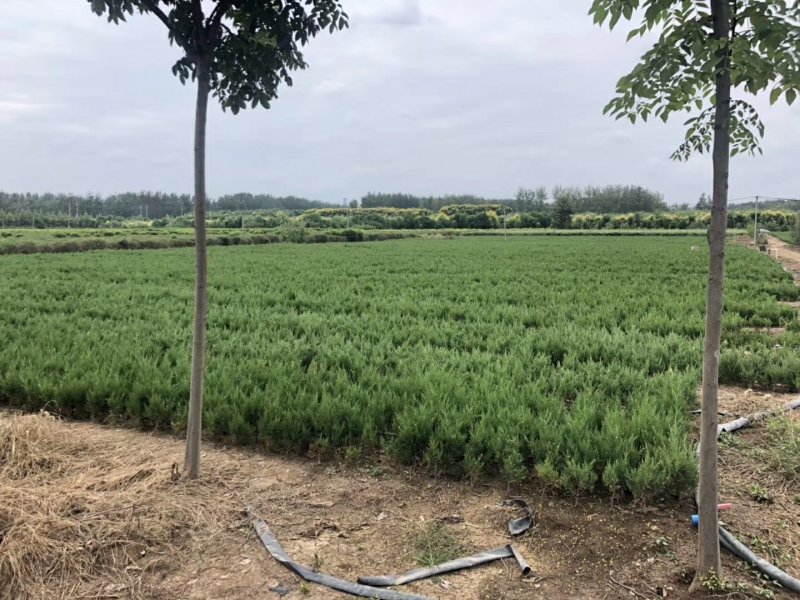 出售自己家蜀块苗80万棵30cm-60cm蜀块快柏