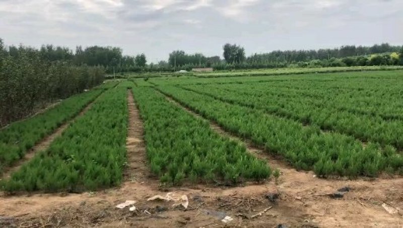 出售自己家蜀块苗80万棵30cm-60cm蜀块快柏